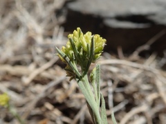 Chrysothamnus viscidiflorus puberulus