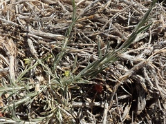 Chrysothamnus viscidiflorus puberulus