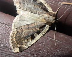 Eueretagrotis sigmoides