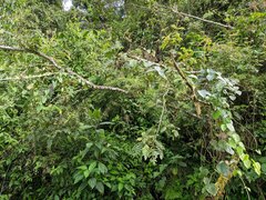 Weinmannia pubescens