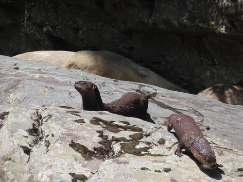 North American River Otter photographed in Tennessee