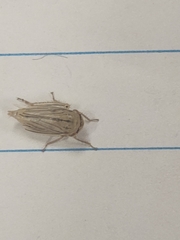 Athysanus argentarius