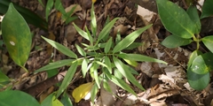 Ostericum citriodorum
