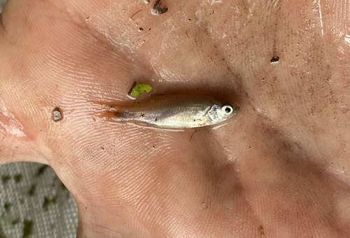 Ansorge's characin (Neolebias ansorgii) — Distichodontidae — 3