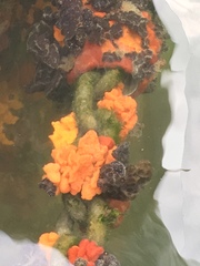 Botryllus schlosseri