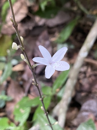 Pseuderanthemum image