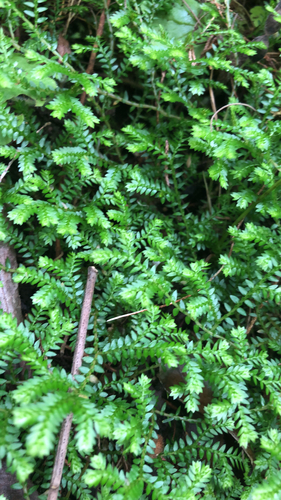 Selaginella kraussiana image