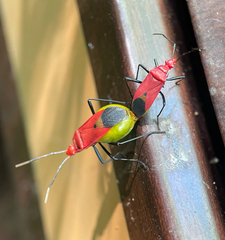 Dindymus sanguineus
