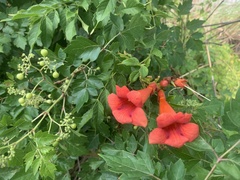 Campsis radicans