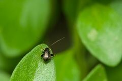 Microtechnites bractatus