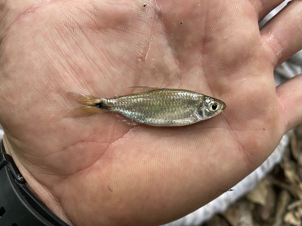 Lambert's tetra (Nannopetersius lamberti) — Alestidae