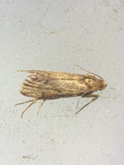 Psilocorsis quercicella