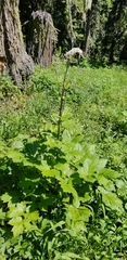 Actaea elata alpestris