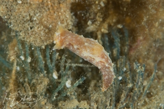 Polycera parvula