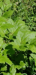 Actaea elata alpestris