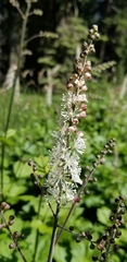 Actaea elata alpestris