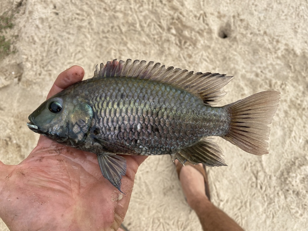 Blackfin tilapia (Sarotherodon nigripinnis) — Cichlidae