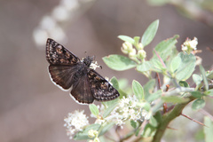 Erynnis pacuvius pacuvius