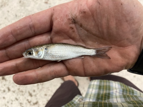 Grooved mullet (Liza dumerili) — Mugilidae — 5