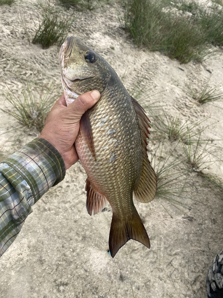 Guinea snapper (Lutjanus endecacanthus) — Lutjanidae