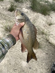 Lutjanus endecacanthus