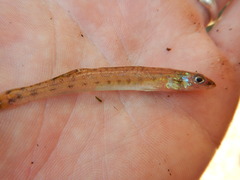 Ammocrypta vivax