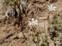 Eremogone kingii compacta