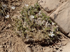 Eremogone kingii compacta