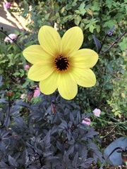Asteraceae