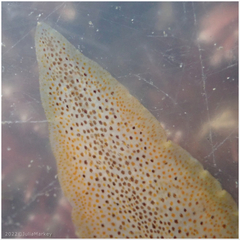Enchiridium punctatum