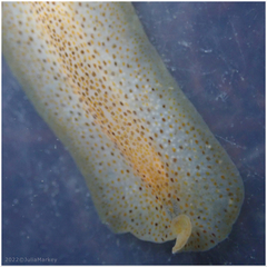 Enchiridium punctatum