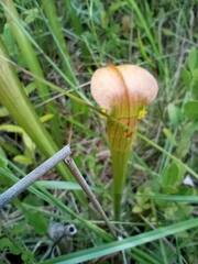 Sarraceniaceae