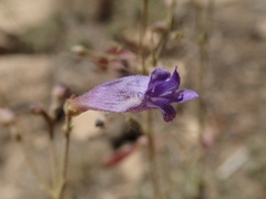 Penstemon scapoides