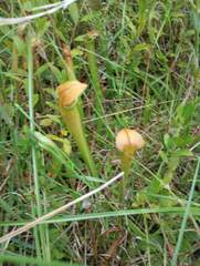 Sarraceniaceae