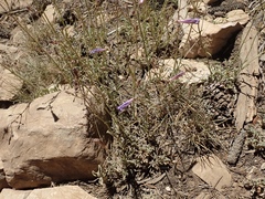 Penstemon scapoides