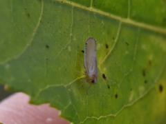 Omolicna