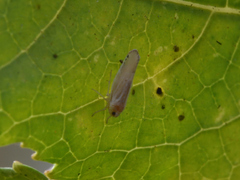 Omolicna