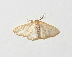 Leptostales terminata