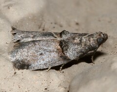 Acrobasis texana