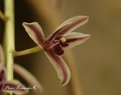 Cymbidium bicolor