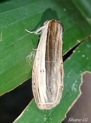 Truncaptera truncata