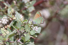 Callophrys affinis apama