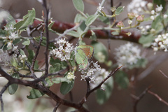 Callophrys affinis apama