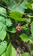 Ampelomyia vitiscoryloides