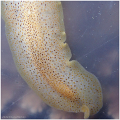 Enchiridium punctatum
