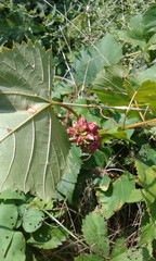 Ampelomyia vitiscoryloides