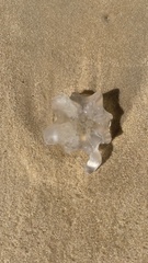Catostylus