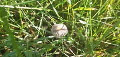 Parasola plicatilis