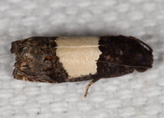 Epiblema tripartitana