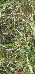 Parasola plicatilis